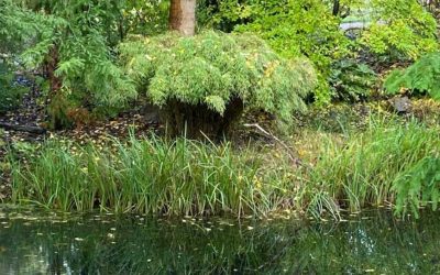 Where to find Bamboo in Germany: Adventure in Berlin