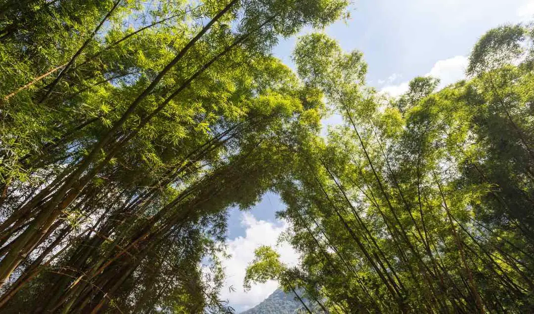 Bamboo forest in Colombia