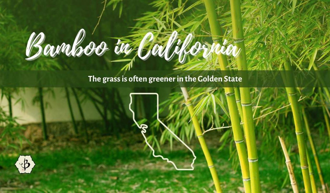 Where to find bamboo in California