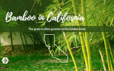 Where to find bamboo in California