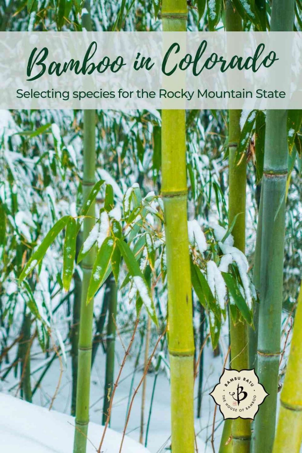 Growing bamboo in Colorado Bambu Batu