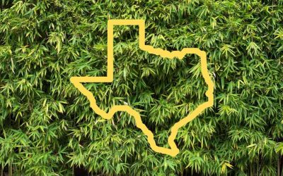 Bamboo in Texas: More than you can shake a stick at