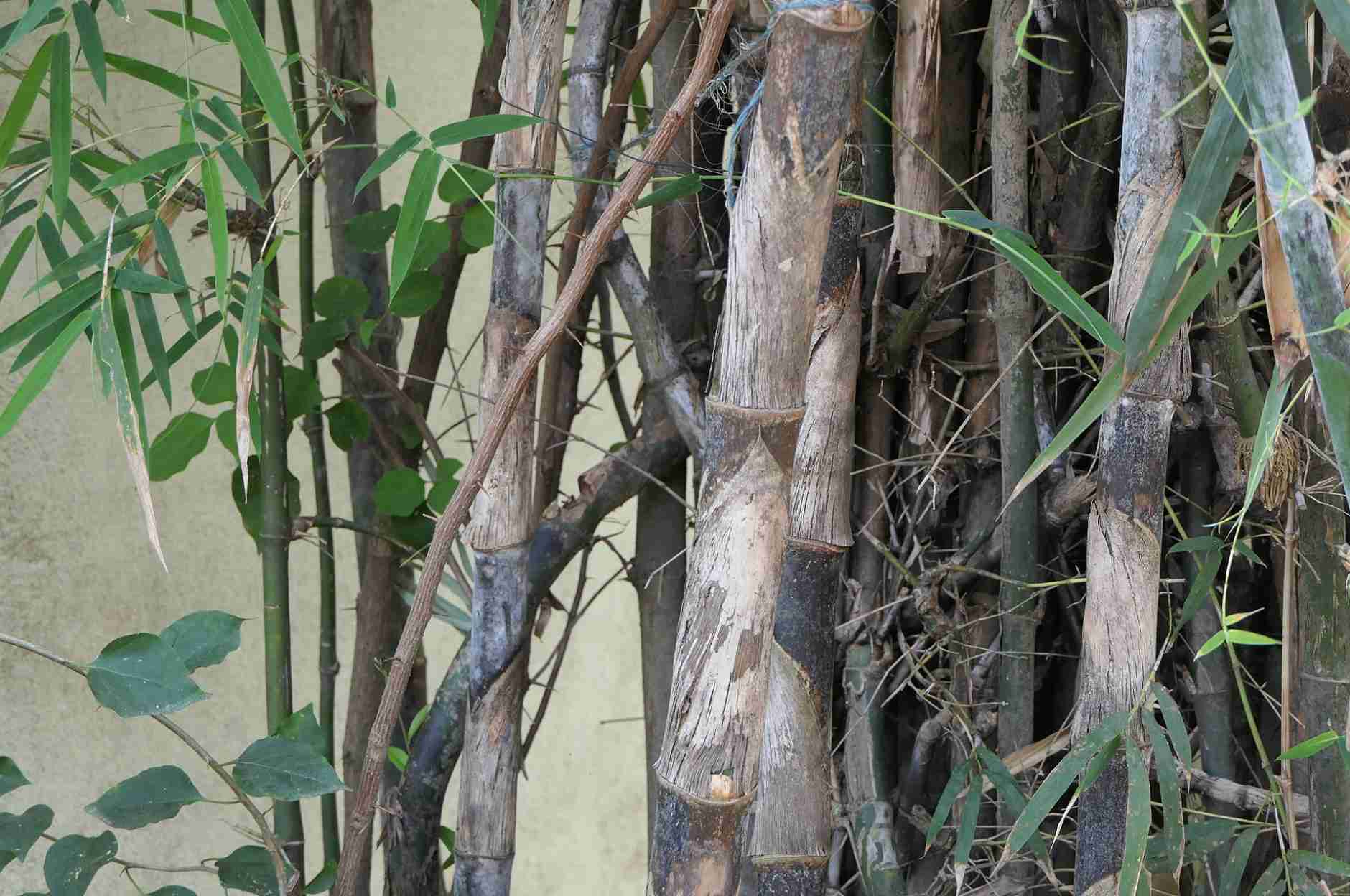 Dendrocalamus strictus in India