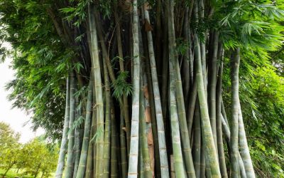 Charity and Forestry: Bamboo gifts that keep giving