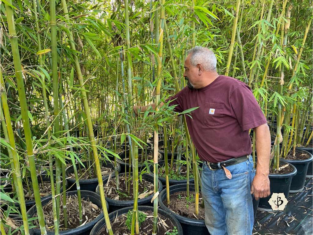Jesus Mora California Bamboo Nursery
