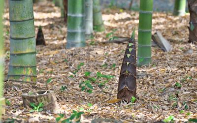Is it safe to plant bamboo? Have no fear!