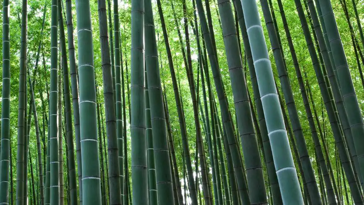 Timber bamboo for building and construction
