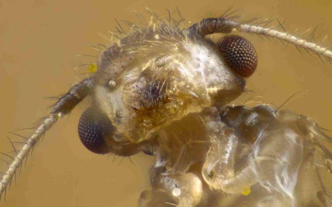 Asian citrus bug Florida