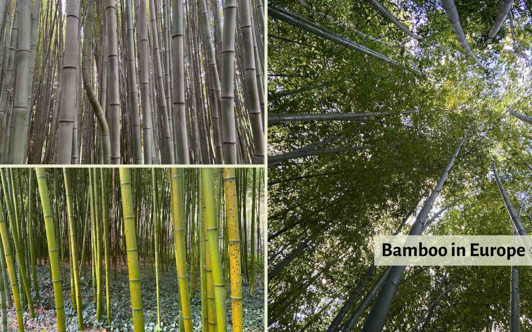 Bamboo Farming and Industry in Europe in 2026