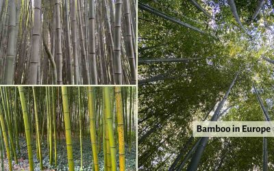Bamboo Farming and Industry in Europe in 2026