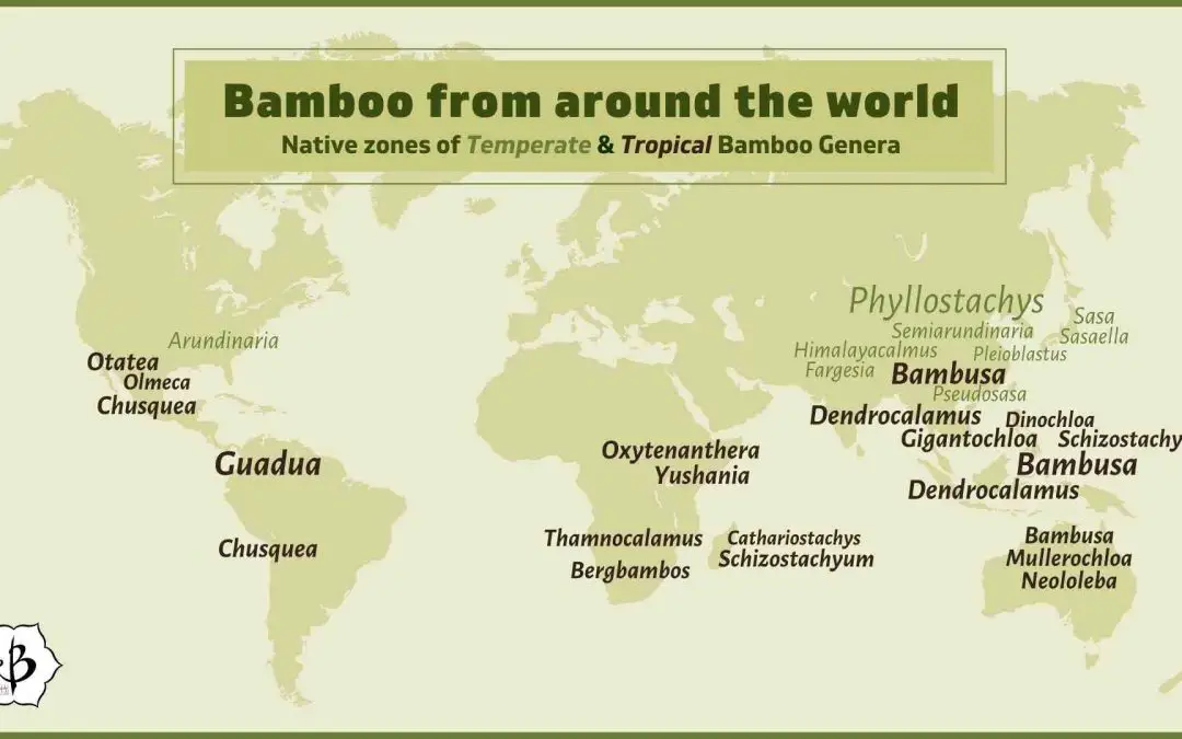 Bamboo Infographic Genus Geography