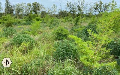Bamboo for soil enrichment and land restoration