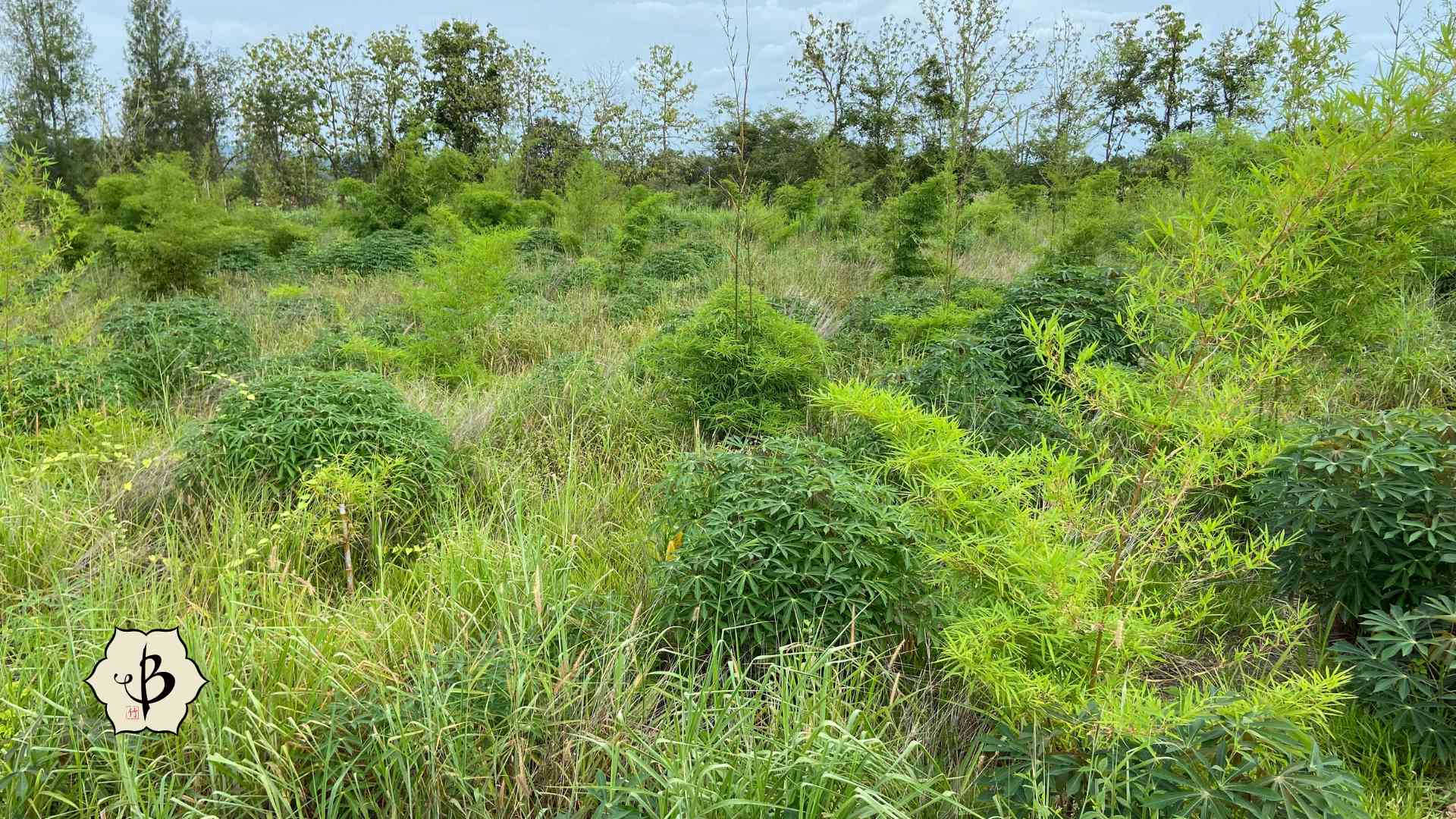 Bamboo for soil enrichment and land restoration - Bambu Batu