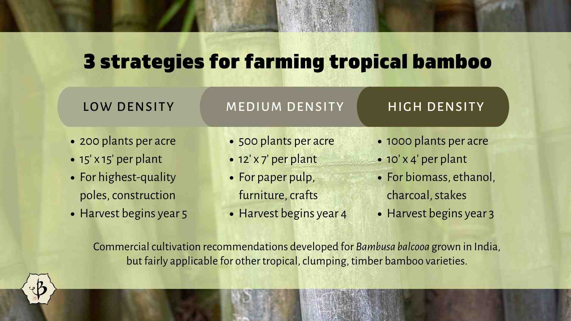 Bamboo farming infographic