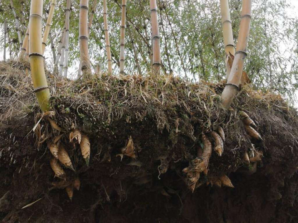 Bamboo for Erosion control Jinhe Fu