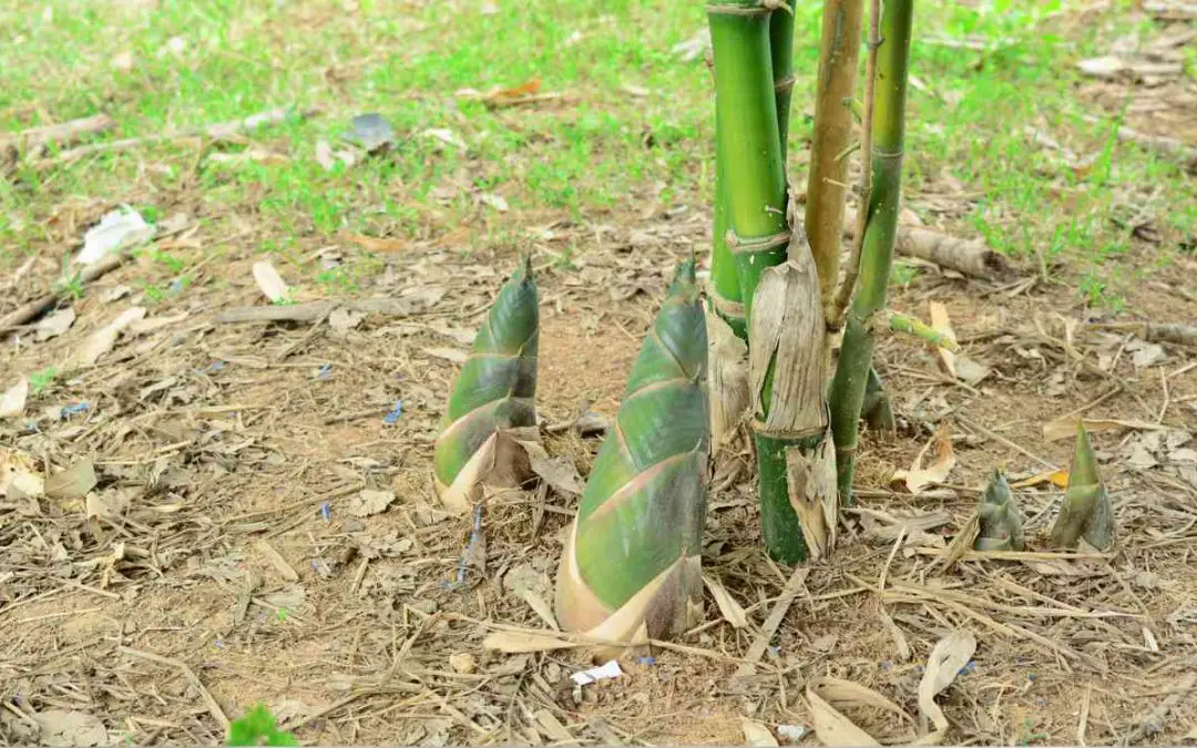 Bamboo for soil enrichment land restoration