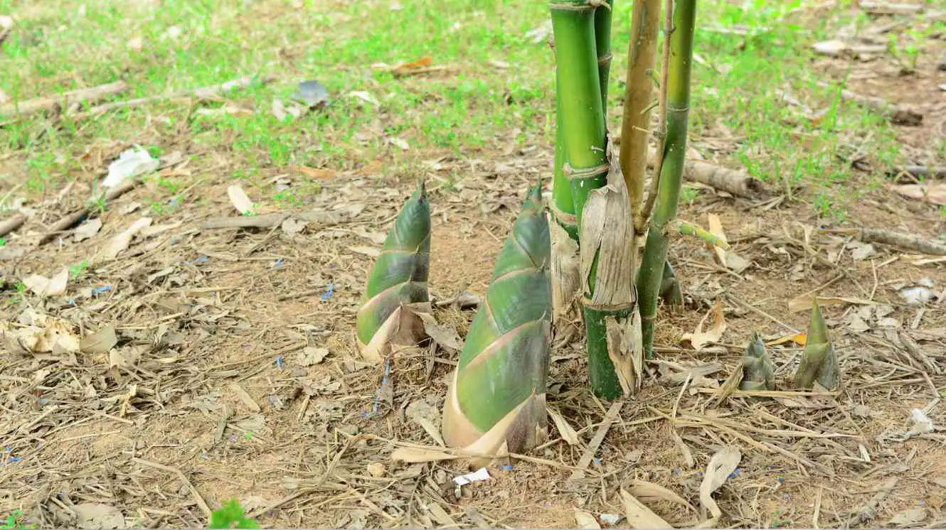 Bamboo for soil enrichment land restoration