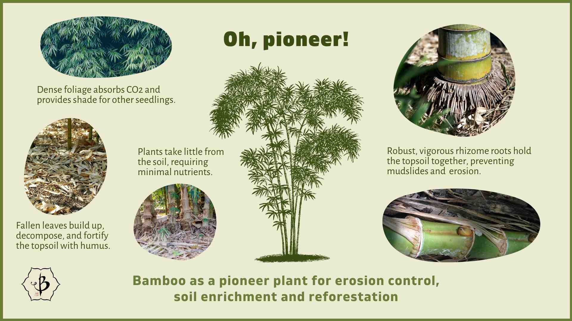 Bamboo pioneer infographic