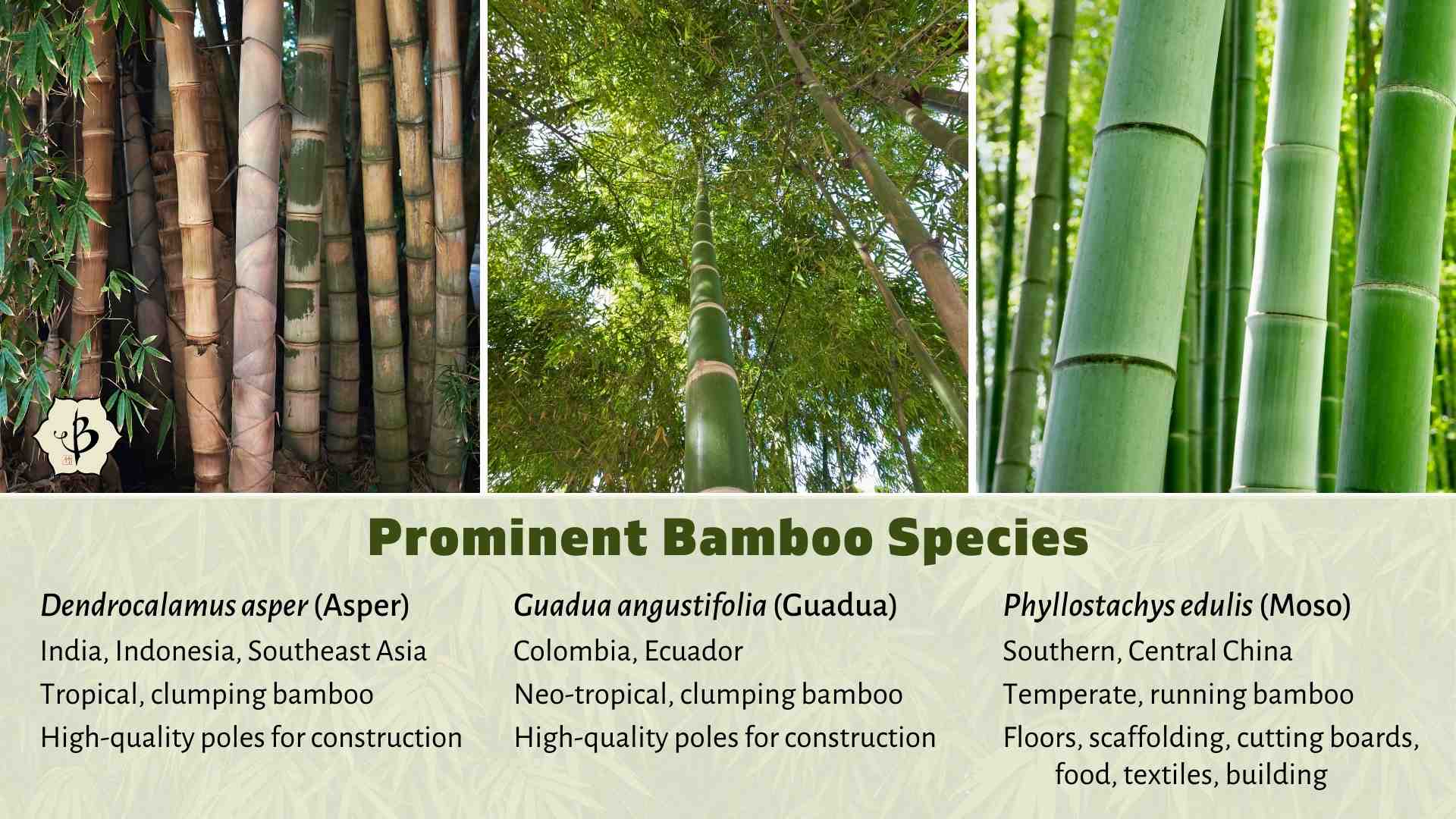 Bamboo species infographic