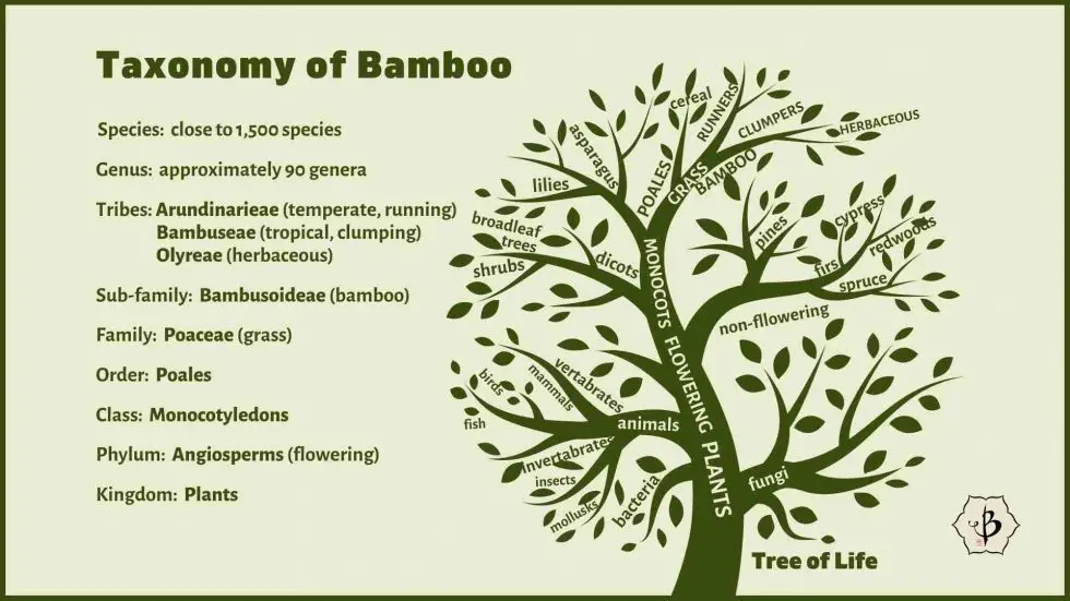 Bamboo taxonomy infographic Bambu Batu