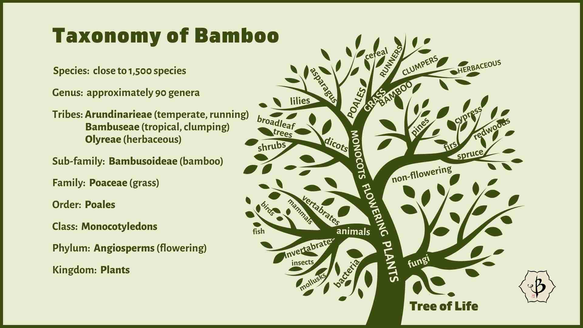 Bamboo taxonomy infographic