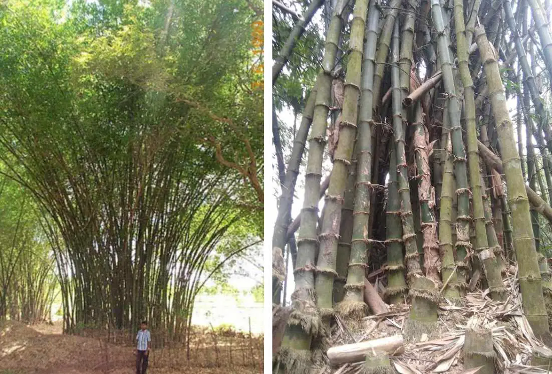 Mature groves of beema bamboo