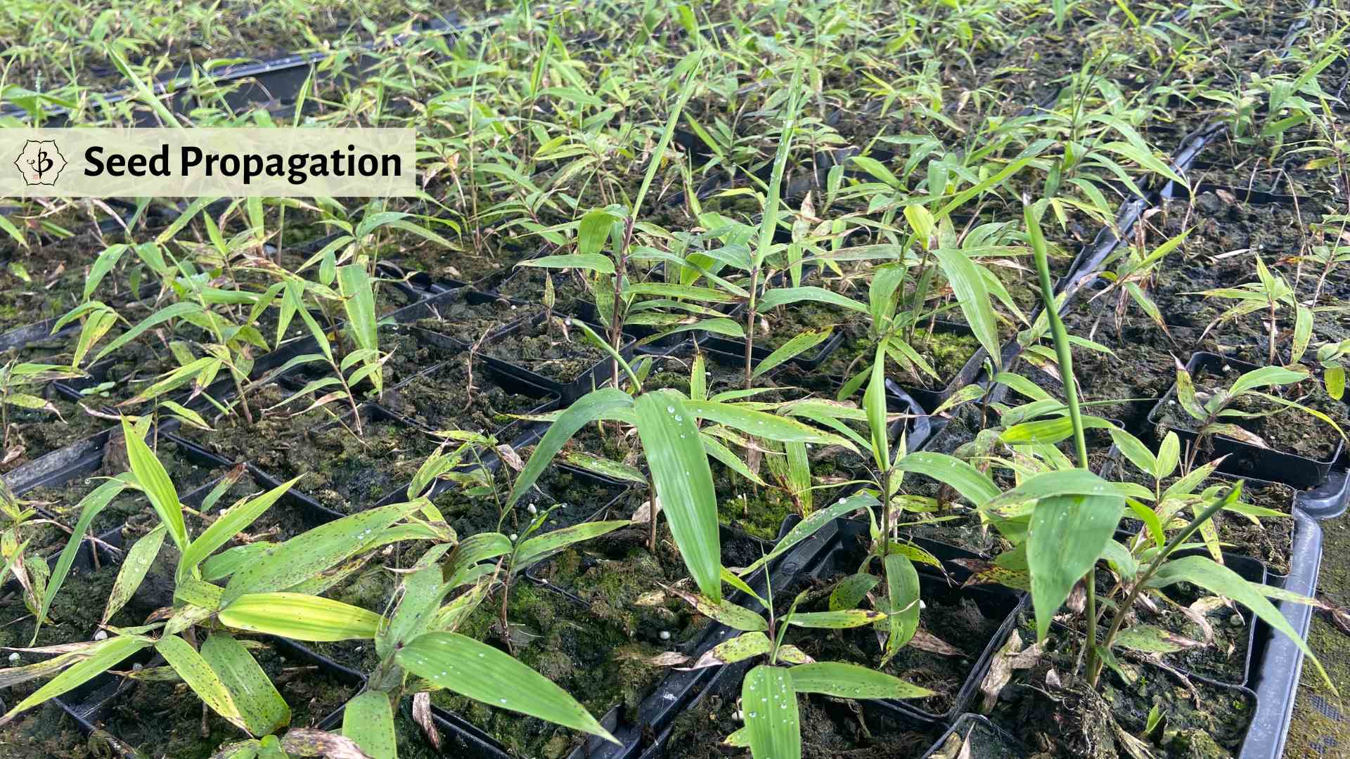 Seed propagation of Moso Bamboo