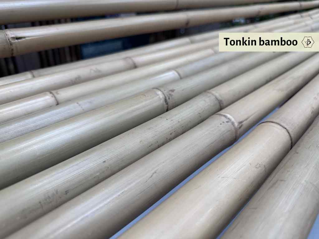 Tonkin Bamboo Poles by Fred