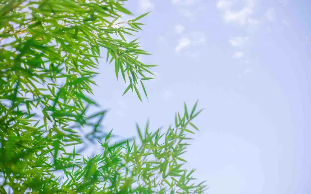 Bamboo and Oxygen: A breath of fresh air