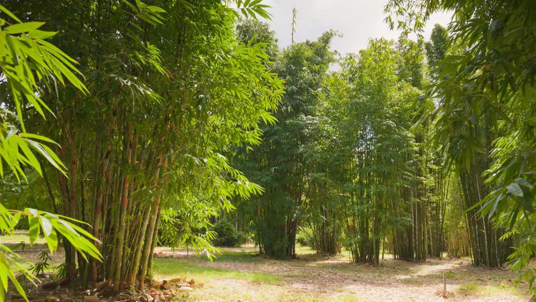 Clumping bamboo management