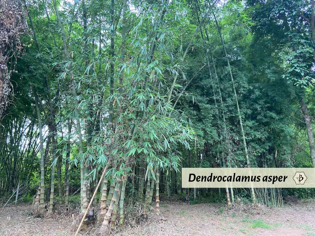 Dendrocalamus asper Thailand Hornaday