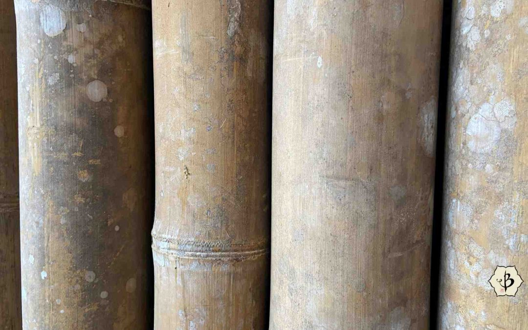 Dendrocalamus asper bamboo poles