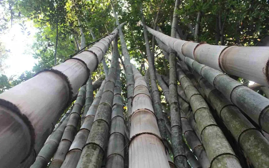 Dendrocalamus asper giant bamboo clump