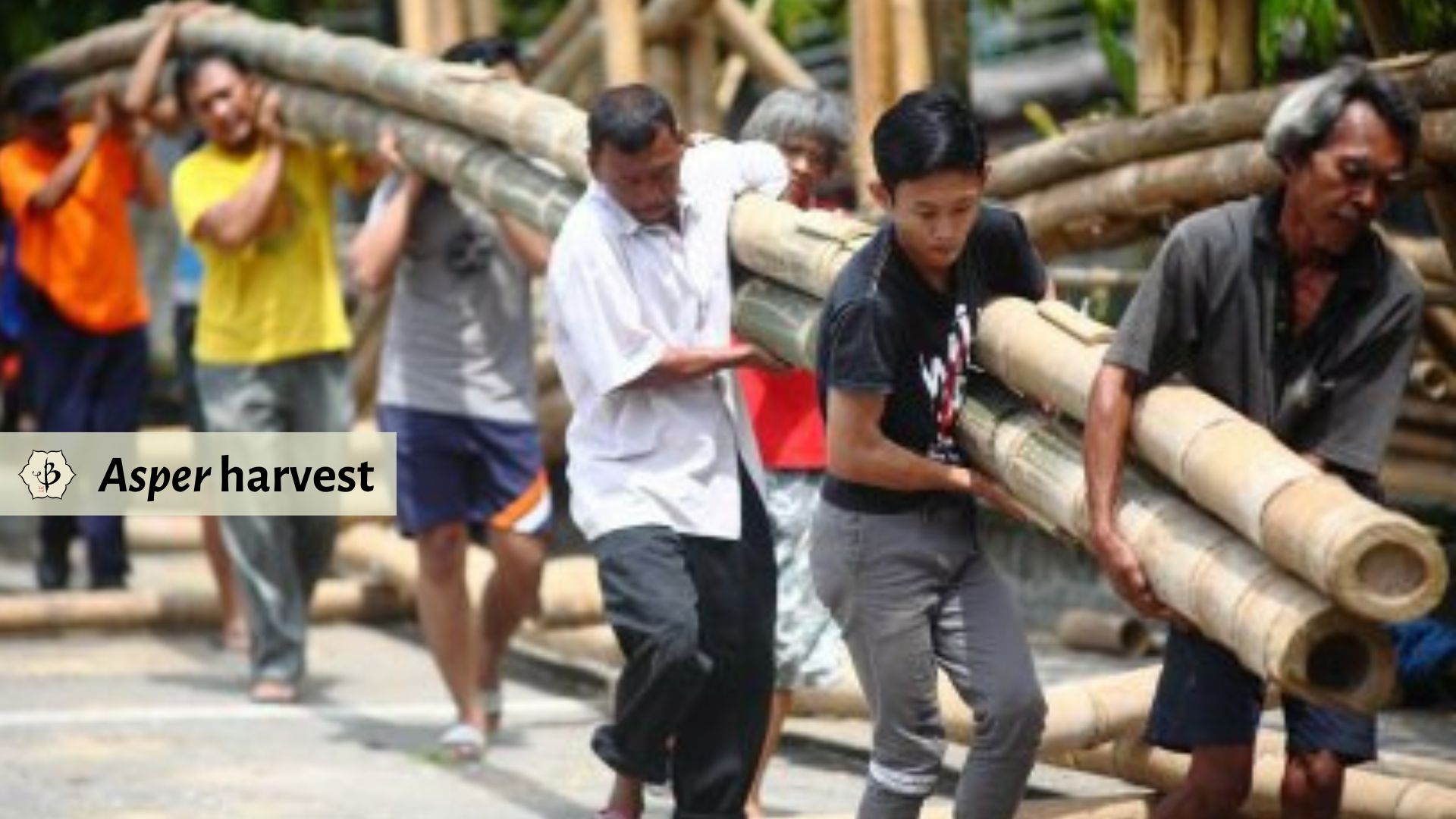 Harvesting Asper bamboo for construction