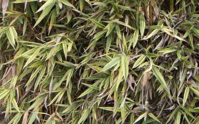 Hiroshima Bamboo: Hibanobambusa tranquillans ‘Shiroshima’