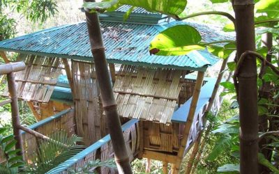 Bamboo Treehouses: Past, present and future