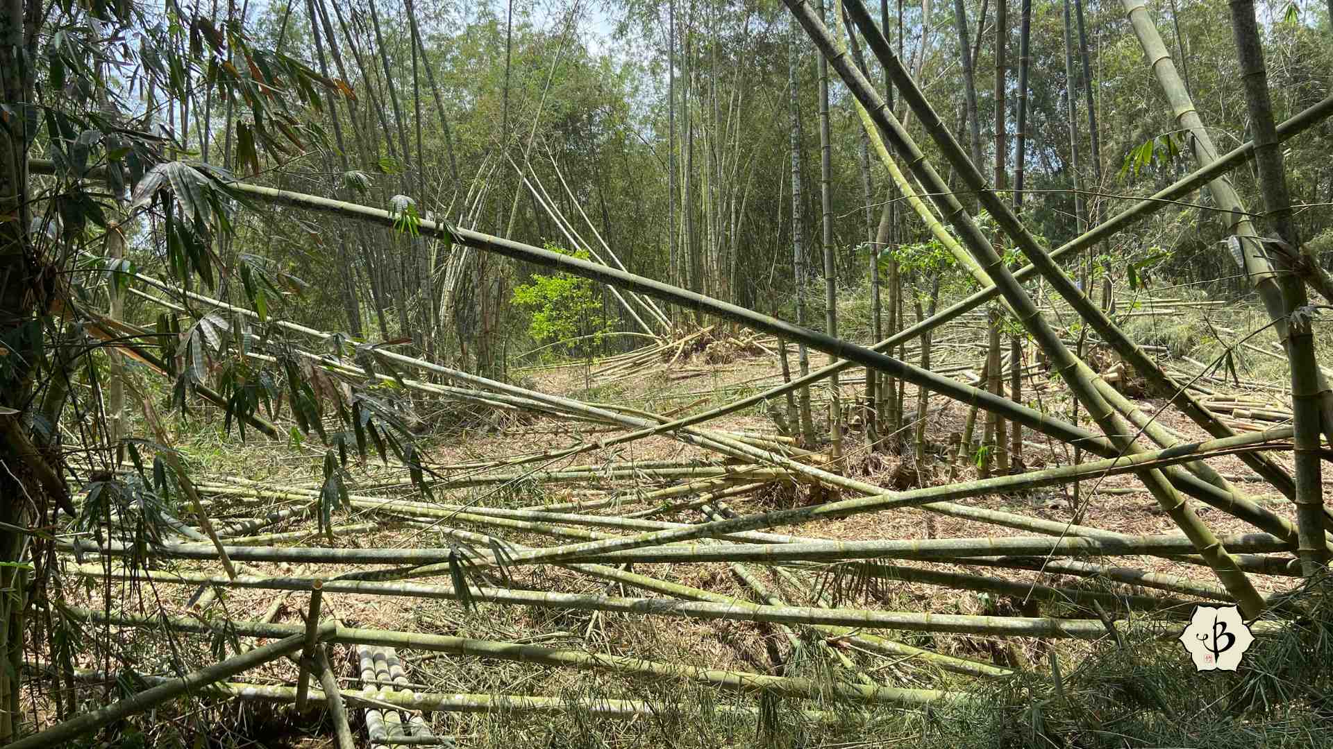 Mismanaged bamboo harvest
