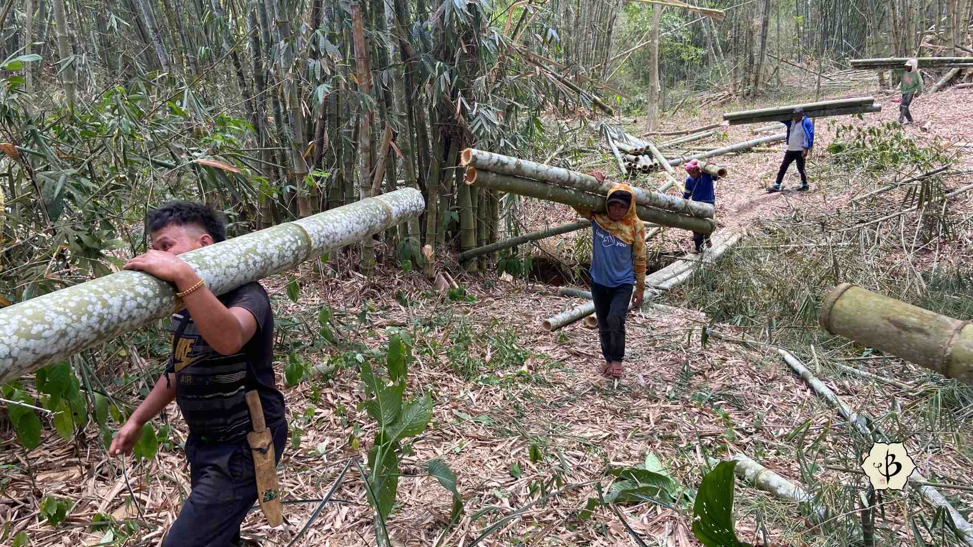 Over harvest Asper bamboo