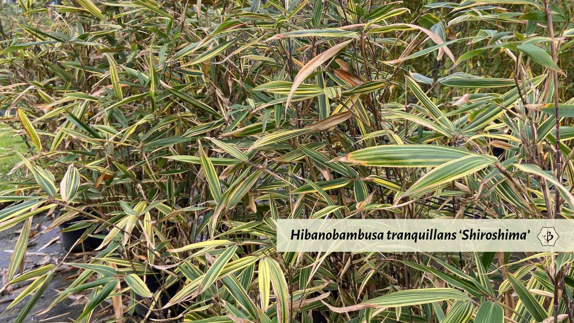 Shiroshima Bamboo Hibanobambusa tranqillans