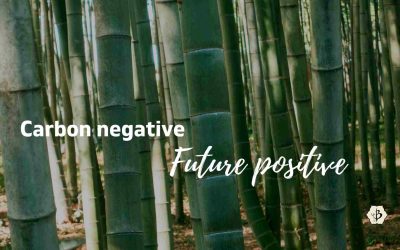 Growing Bamboo for Carbon Credits