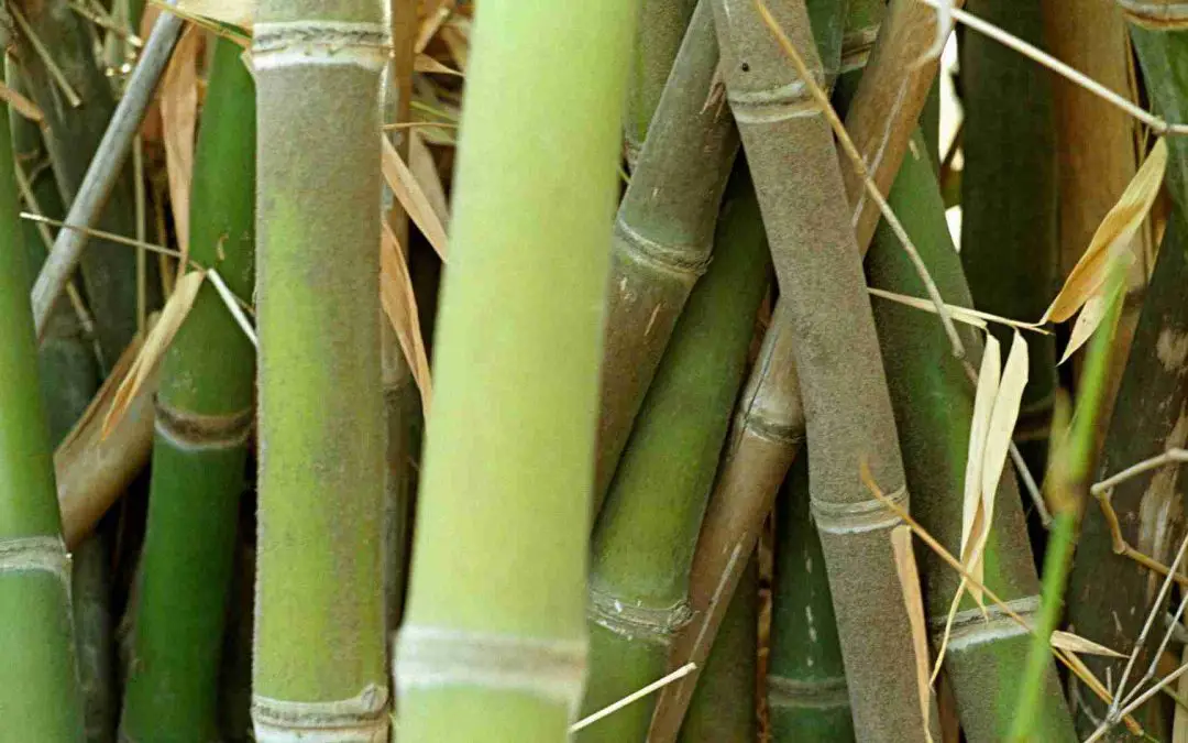 Researching bamboo in Nigeria