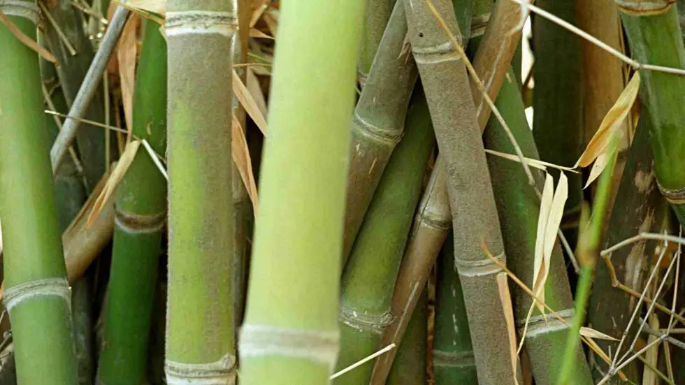 Researching bamboo in Nigeria Bambu Batu