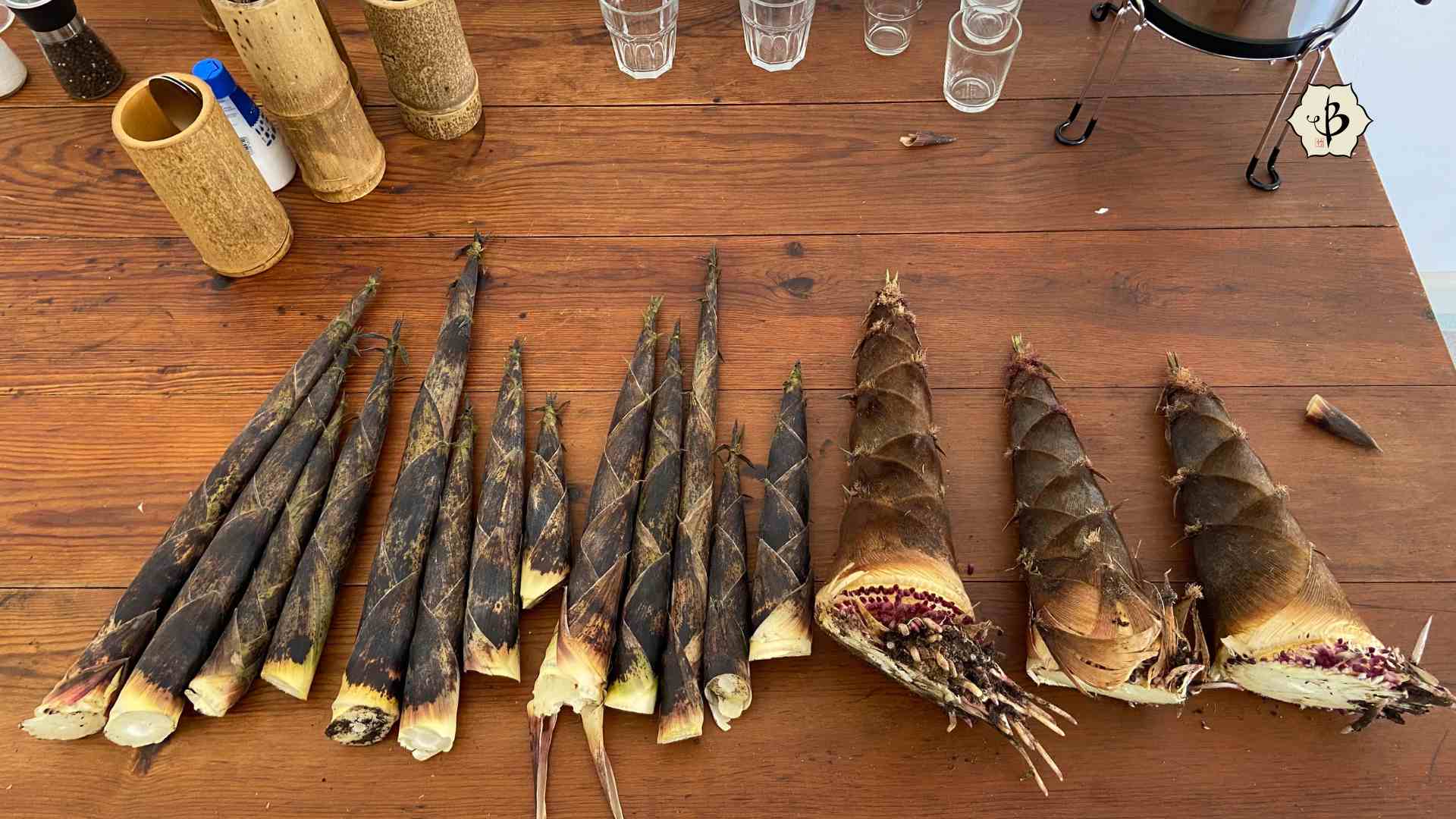 Fresh bamboo shoot collection