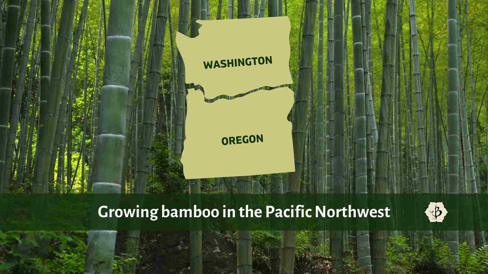 Bamboo Pacific Northwest