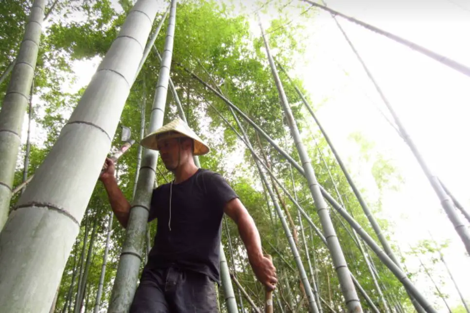 Moso Bamboo at Arashiyama
