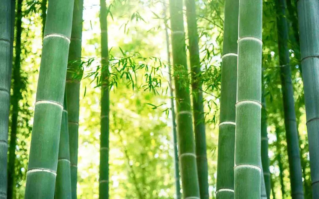 Moso Bamboo: The King of Grasses
