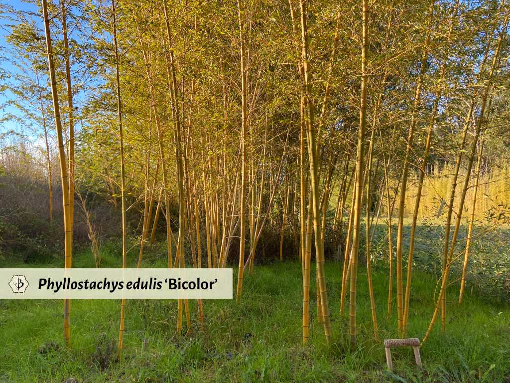 Phyllostachys edulis Bicolor