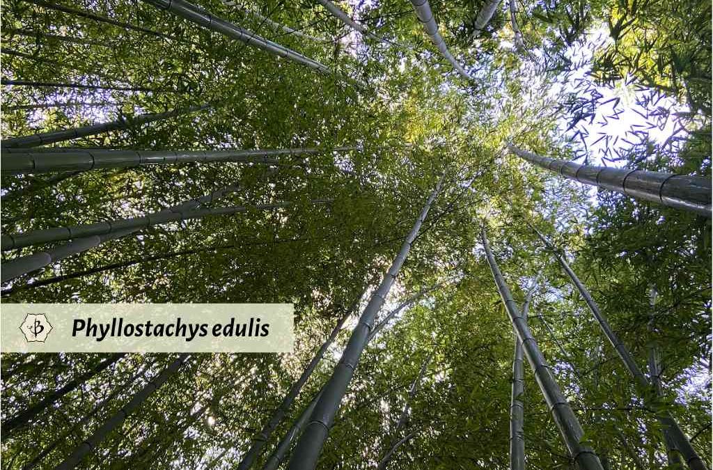 Phyllostachys edulis Moso upward Hornaday