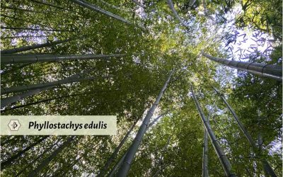 How fast does bamboo grow? A new world record