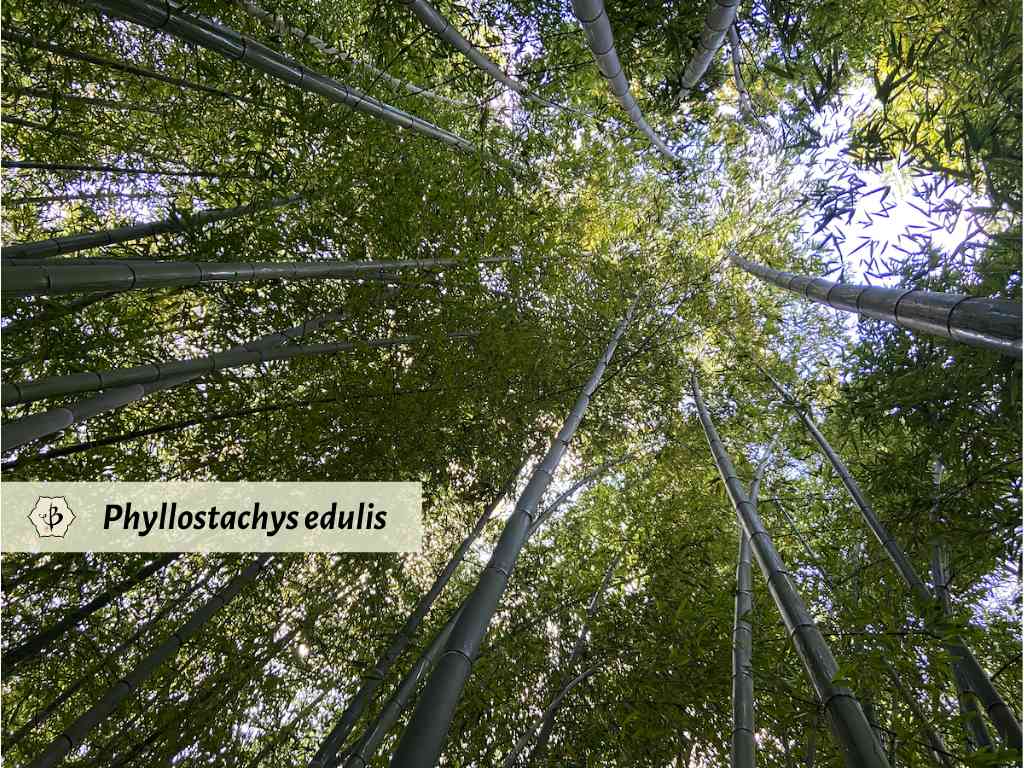 Phyllostachys edulis Moso upward Hornaday